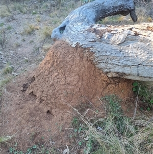 Nasutitermes exitiosus at Hackett, ACT - suppressed