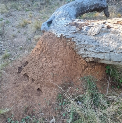 Nasutitermes exitiosus (Snouted termite, Gluegun termite) at Hackett, ACT - 29 May 2024 by DonFletcher