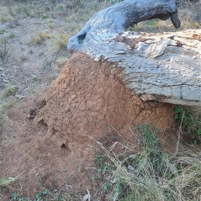 Nasutitermes exitiosus (Snouted termite, Gluegun termite) at Hackett, ACT - 28 May 2024 by DonFletcher