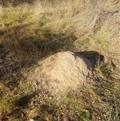 Nasutitermes exitiosus (Snouted termite, Gluegun termite) at Hackett, ACT - 28 May 2024 by DonFletcher