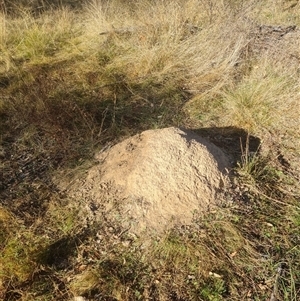 Nasutitermes exitiosus at Hackett, ACT - 29 May 2024