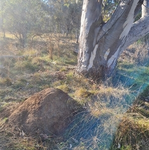 Nasutitermes exitiosus at Hackett, ACT - 29 May 2024