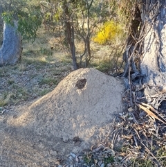 Nasutitermes exitiosus (Snouted termite, Gluegun termite) at Hackett, ACT - 29 May 2024 by DonFletcher
