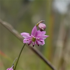 Arthropodium minus (Small Vanilla Lily) at Dalton, NSW - 23 Oct 2024 by RobG1