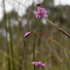 Arthropodium minus at Dalton, NSW - 23 Oct 2024