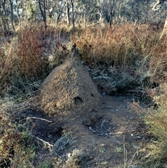 Nasutitermes exitiosus (Snouted termite, Gluegun termite) at Pialligo, ACT - 28 May 2024 by DonFletcher