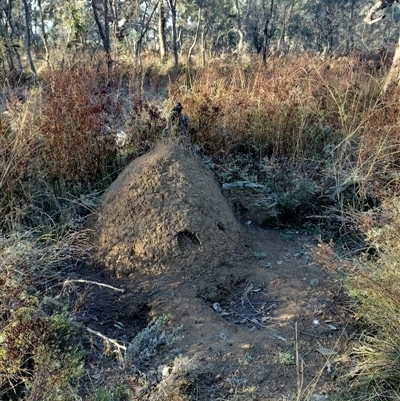 Nasutitermes exitiosus (Snouted termite, Gluegun termite) at Pialligo, ACT - 28 May 2024 by DonFletcher