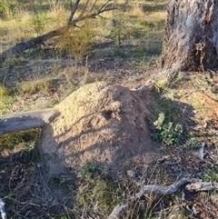 Nasutitermes exitiosus (Snouted termite, Gluegun termite) at Hackett, ACT - 28 May 2024 by DonFletcher