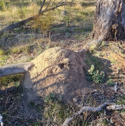 Nasutitermes exitiosus (Snouted termite, Gluegun termite) at Hackett, ACT - 28 May 2024 by DonFletcher