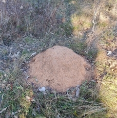 Nasutitermes exitiosus (Snouted termite, Gluegun termite) at Hackett, ACT - 28 May 2024 by DonFletcher