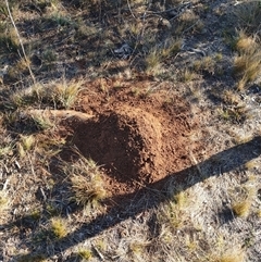 Nasutitermes exitiosus (Snouted termite, Gluegun termite) at Watson, ACT - 29 May 2024 by DonFletcher