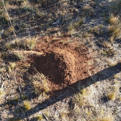 Nasutitermes exitiosus (Snouted termite, Gluegun termite) at Watson, ACT - 29 May 2024 by DonFletcher