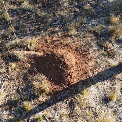 Nasutitermes exitiosus (Snouted termite, Gluegun termite) at Watson, ACT - 28 May 2024 by DonFletcher