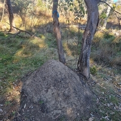 Nasutitermes exitiosus (Snouted termite, Gluegun termite) at Hackett, ACT - 28 May 2024 by DonFletcher