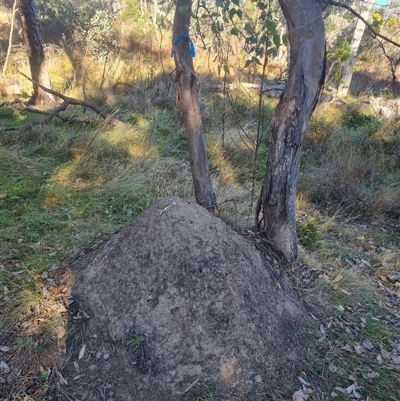 Nasutitermes exitiosus (Snouted termite, Gluegun termite) at Hackett, ACT - 29 May 2024 by DonFletcher