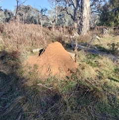 Nasutitermes exitiosus (Snouted termite, Gluegun termite) at Pialligo, ACT - 28 May 2024 by DonFletcher