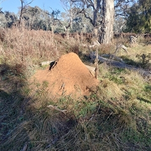 Nasutitermes exitiosus at Pialligo, ACT - 29 May 2024