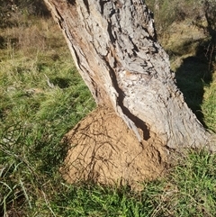 Nasutitermes exitiosus (Snouted termite, Gluegun termite) at Hackett, ACT - 28 May 2024 by DonFletcher