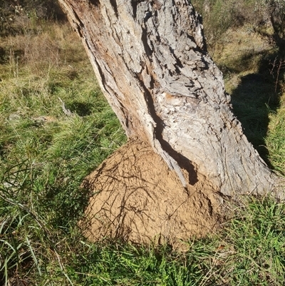 Nasutitermes exitiosus (Snouted termite, Gluegun termite) at Hackett, ACT - 28 May 2024 by DonFletcher