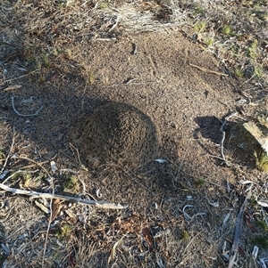 Nasutitermes exitiosus at Watson, ACT - 29 May 2024