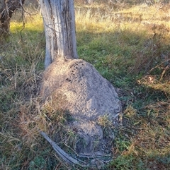 Nasutitermes exitiosus (Snouted termite, Gluegun termite) at Hackett, ACT - 29 May 2024 by DonFletcher