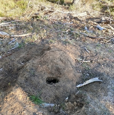 Nasutitermes exitiosus (Snouted termite, Gluegun termite) at Watson, ACT - 28 May 2024 by DonFletcher