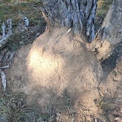 Nasutitermes exitiosus (Snouted termite, Gluegun termite) at Watson, ACT - 28 May 2024 by DonFletcher