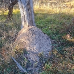 Nasutitermes exitiosus (Snouted termite, Gluegun termite) at Hackett, ACT - 28 May 2024 by DonFletcher