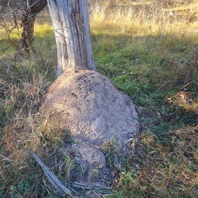 Nasutitermes exitiosus (Snouted termite, Gluegun termite) at Hackett, ACT - 29 May 2024 by DonFletcher