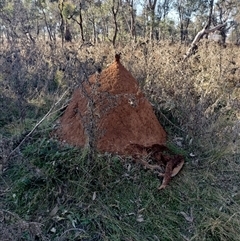 Nasutitermes exitiosus (Snouted termite, Gluegun termite) at Pialligo, ACT - 28 May 2024 by DonFletcher