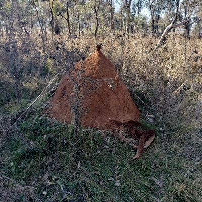 Nasutitermes exitiosus (Snouted termite, Gluegun termite) at Pialligo, ACT - 28 May 2024 by DonFletcher