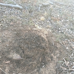 Nasutitermes exitiosus (Snouted termite, Gluegun termite) at Watson, ACT - 29 May 2024 by DonFletcher