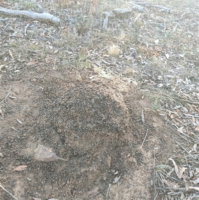 Nasutitermes exitiosus (Snouted termite, Gluegun termite) at Watson, ACT - 29 May 2024 by DonFletcher