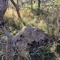 Nasutitermes exitiosus (Snouted termite, Gluegun termite) at Pialligo, ACT - 29 May 2024 by DonFletcher