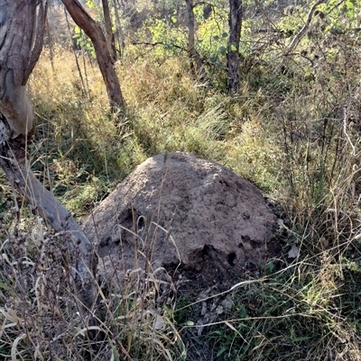 Nasutitermes exitiosus (Snouted termite, Gluegun termite) at Pialligo, ACT - 28 May 2024 by DonFletcher