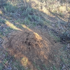 Nasutitermes exitiosus (Snouted termite, Gluegun termite) at Ainslie, ACT - 29 May 2024 by DonFletcher