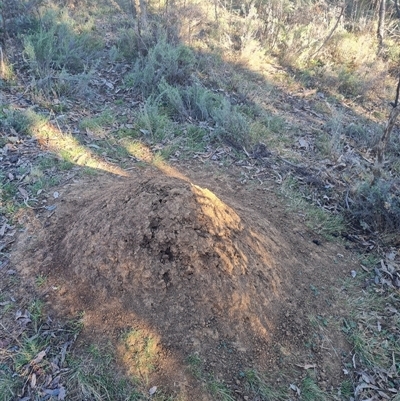 Nasutitermes exitiosus (Snouted termite, Gluegun termite) at Ainslie, ACT - 29 May 2024 by DonFletcher