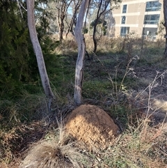 Nasutitermes exitiosus (Snouted termite, Gluegun termite) at Pialligo, ACT - 29 May 2024 by DonFletcher