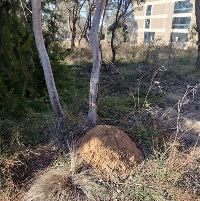 Nasutitermes exitiosus (Snouted termite, Gluegun termite) at Pialligo, ACT - 28 May 2024 by DonFletcher