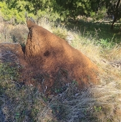 Nasutitermes exitiosus (Snouted termite, Gluegun termite) at Ainslie, ACT - 28 May 2024 by DonFletcher