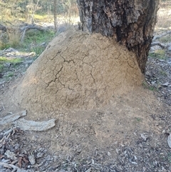 Nasutitermes exitiosus (Snouted termite, Gluegun termite) at Ainslie, ACT - 29 May 2024 by DonFletcher