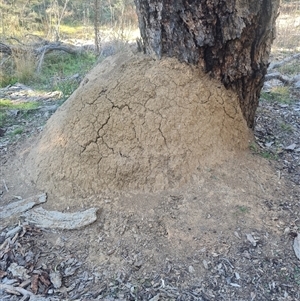 Nasutitermes exitiosus at Ainslie, ACT - 29 May 2024