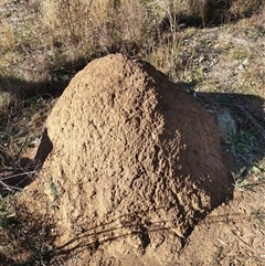 Nasutitermes exitiosus (Snouted termite, Gluegun termite) at Kenny, ACT - 29 May 2024 by DonFletcher