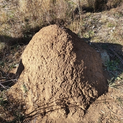 Nasutitermes exitiosus (Snouted termite, Gluegun termite) at Kenny, ACT - 29 May 2024 by DonFletcher