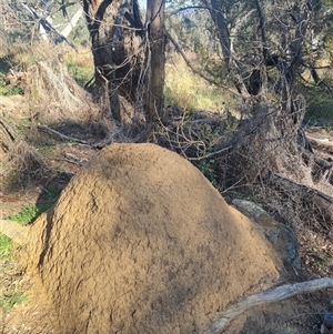 Nasutitermes exitiosus at Ainslie, ACT - 29 May 2024