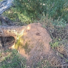 Nasutitermes exitiosus (Snouted termite, Gluegun termite) at Ainslie, ACT - 29 May 2024 by DonFletcher