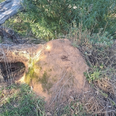 Nasutitermes exitiosus (Snouted termite, Gluegun termite) at Ainslie, ACT - 29 May 2024 by DonFletcher