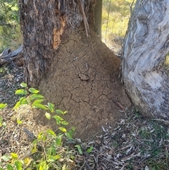 Nasutitermes exitiosus (Snouted termite, Gluegun termite) at Ainslie, ACT - 29 May 2024 by DonFletcher