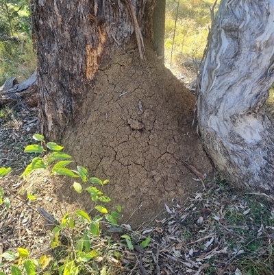 Nasutitermes exitiosus (Snouted termite, Gluegun termite) at Ainslie, ACT - 29 May 2024 by DonFletcher