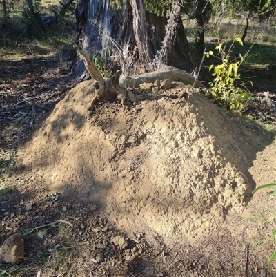 Nasutitermes exitiosus (Snouted termite, Gluegun termite) at Ainslie, ACT - 29 May 2024 by DonFletcher